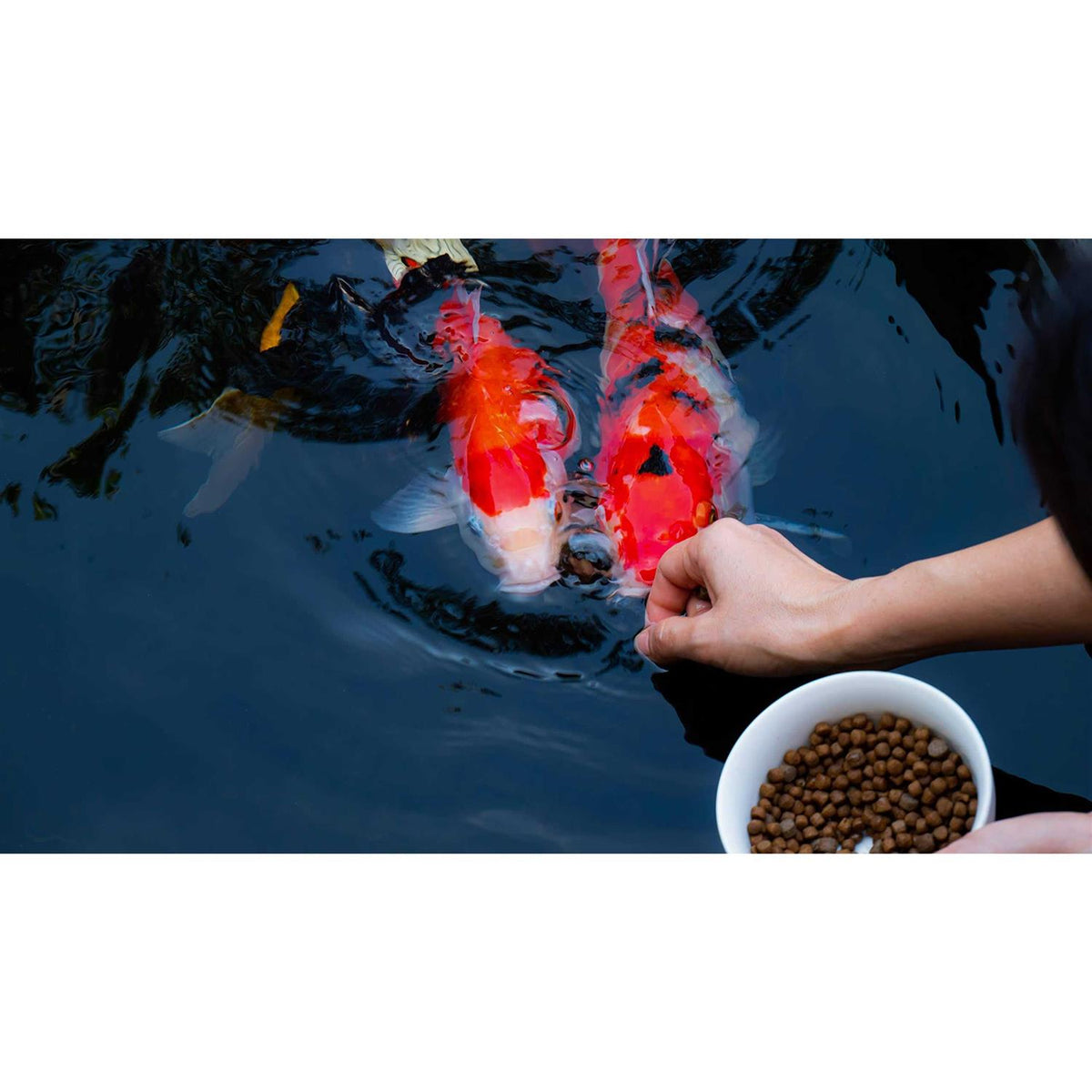 Floating Fish Food F844291