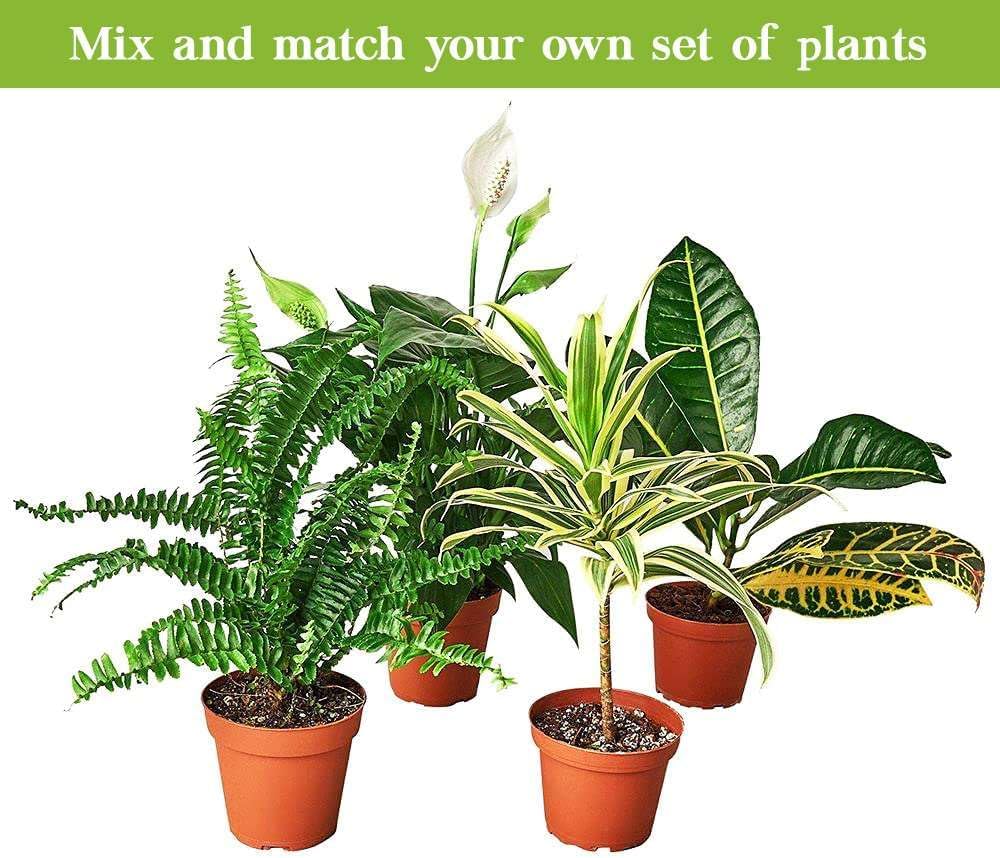 Pilea Peperomioides Live Plant in 4'' & 6'' Pot Y691522