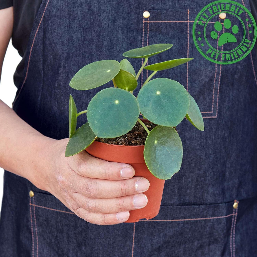 Pilea Peperomioides Live Plant in 4'' & 6'' Pot Y691522