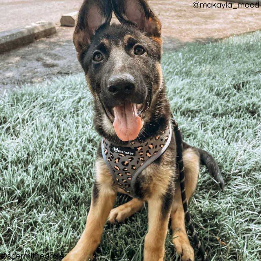Reversible Dog Harness O350847
