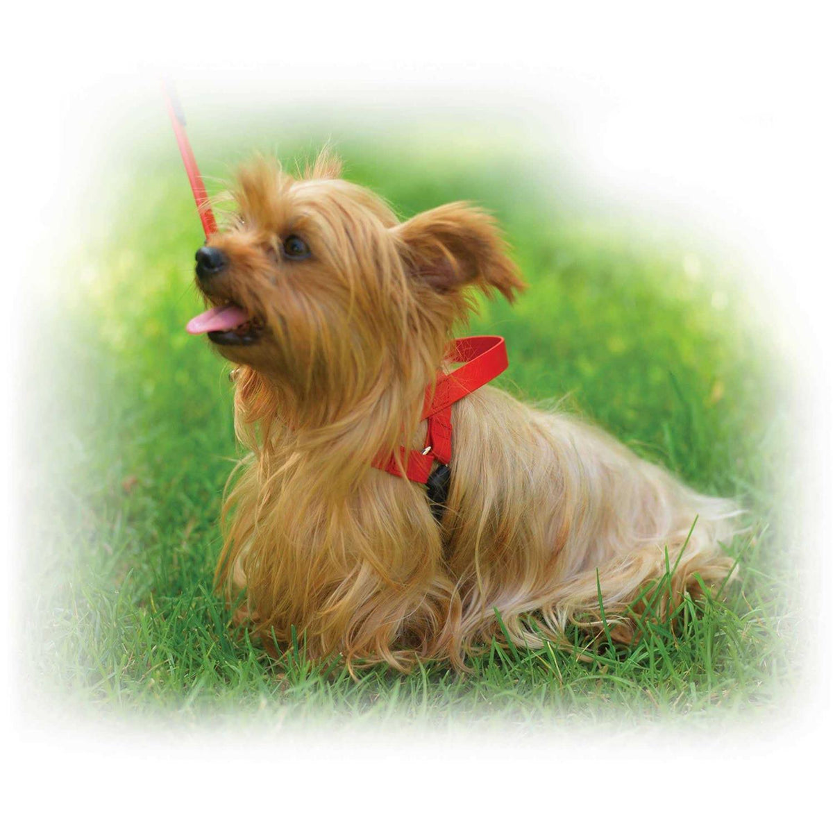 Harness X53876