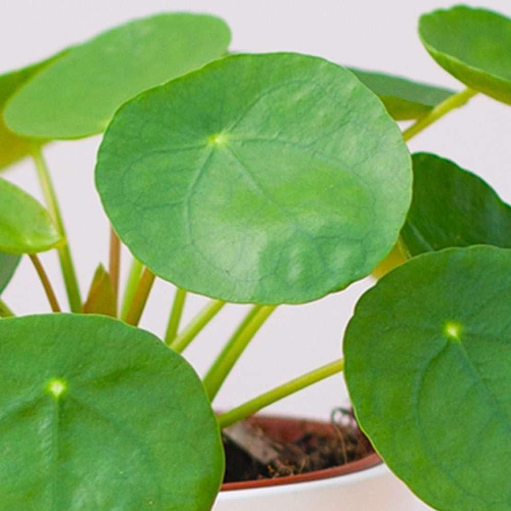 Pilea Peperomioides Live Plant in 4'' & 6'' Pot Y691522