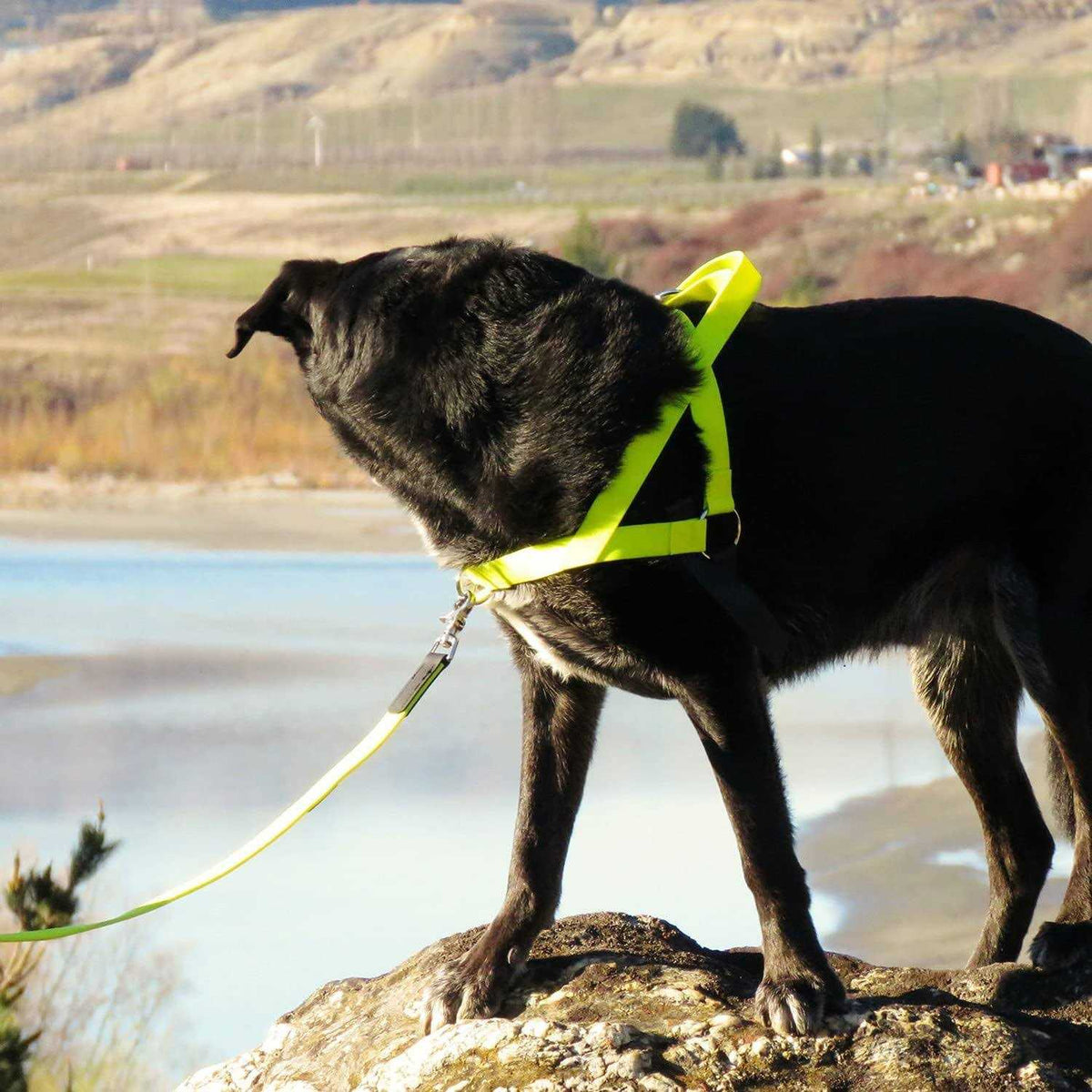 Harness X53876