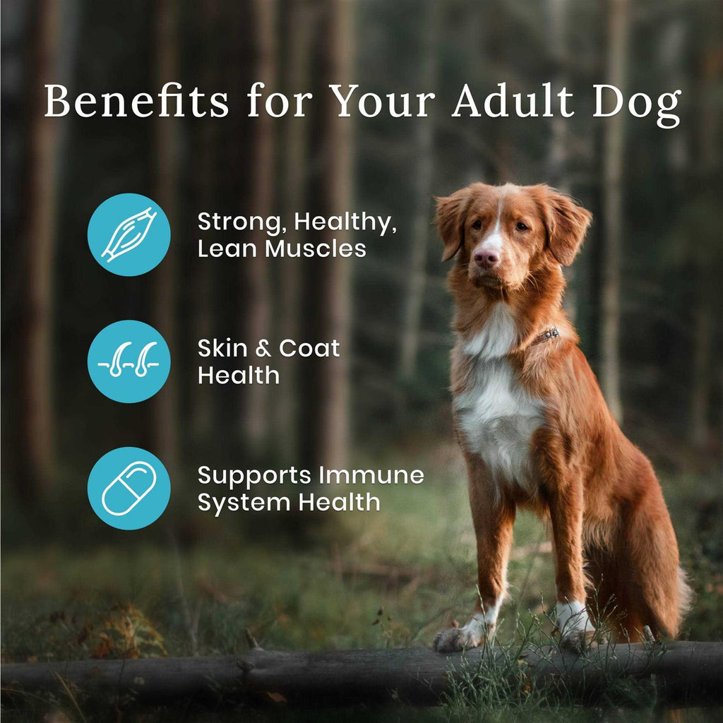 Dog Food K198