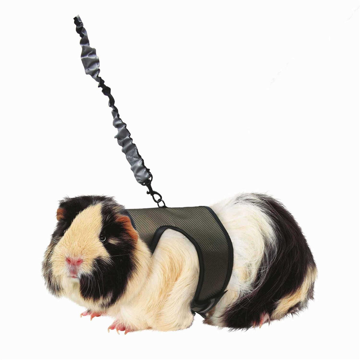 Harness Leash K809340