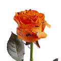 Painted Confetti Roses 50 cm 100 Stems T5059