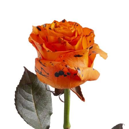 Painted Confetti Roses 50 cm 100 Stems T5059