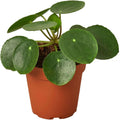 Pilea Peperomioides Live Plant in 4'' & 6'' Pot Y691522