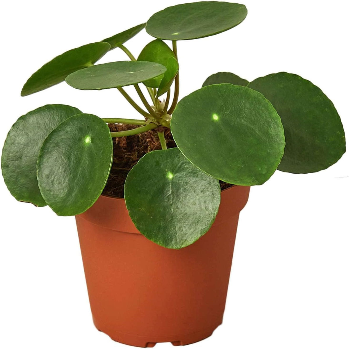 Pilea Peperomioides Live Plant in 4'' & 6'' Pot Y691522