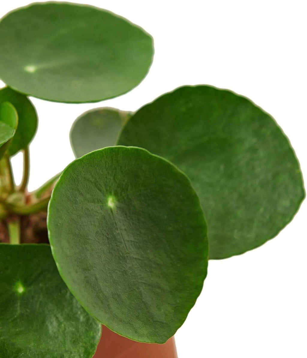 Pilea Peperomioides Live Plant in 4'' & 6'' Pot Y691522