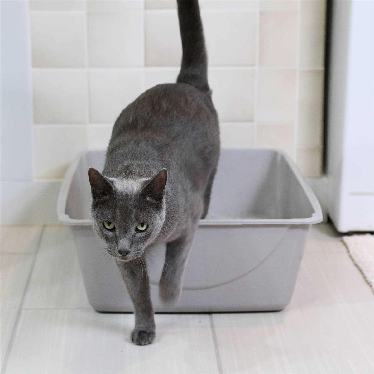 Litter Pan W492