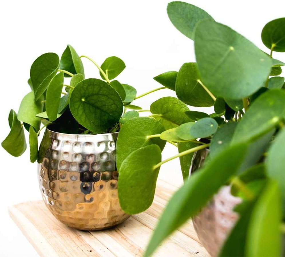 Pilea Peperomioides Live Plant in 4'' & 6'' Pot Y691522