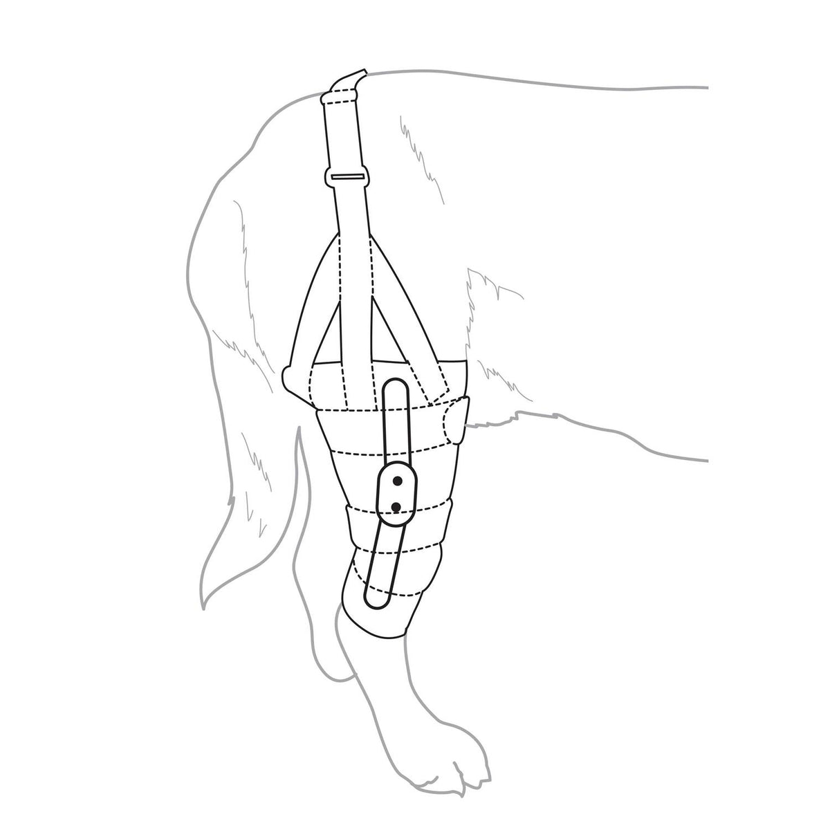 Dog Knee Brace Y82552