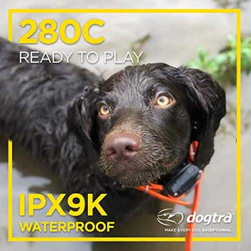 Dog Remote Training Collar Q902073