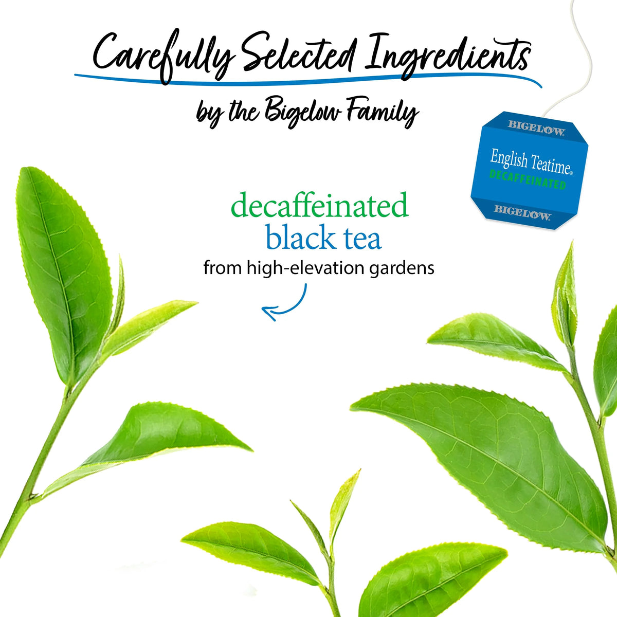 Decaffeinated Black Tea 20 Bags D189809