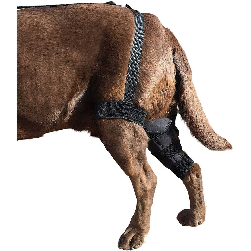 Dog Knee Brace Y82552