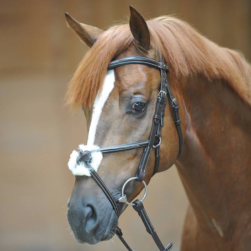 Bridle N2845