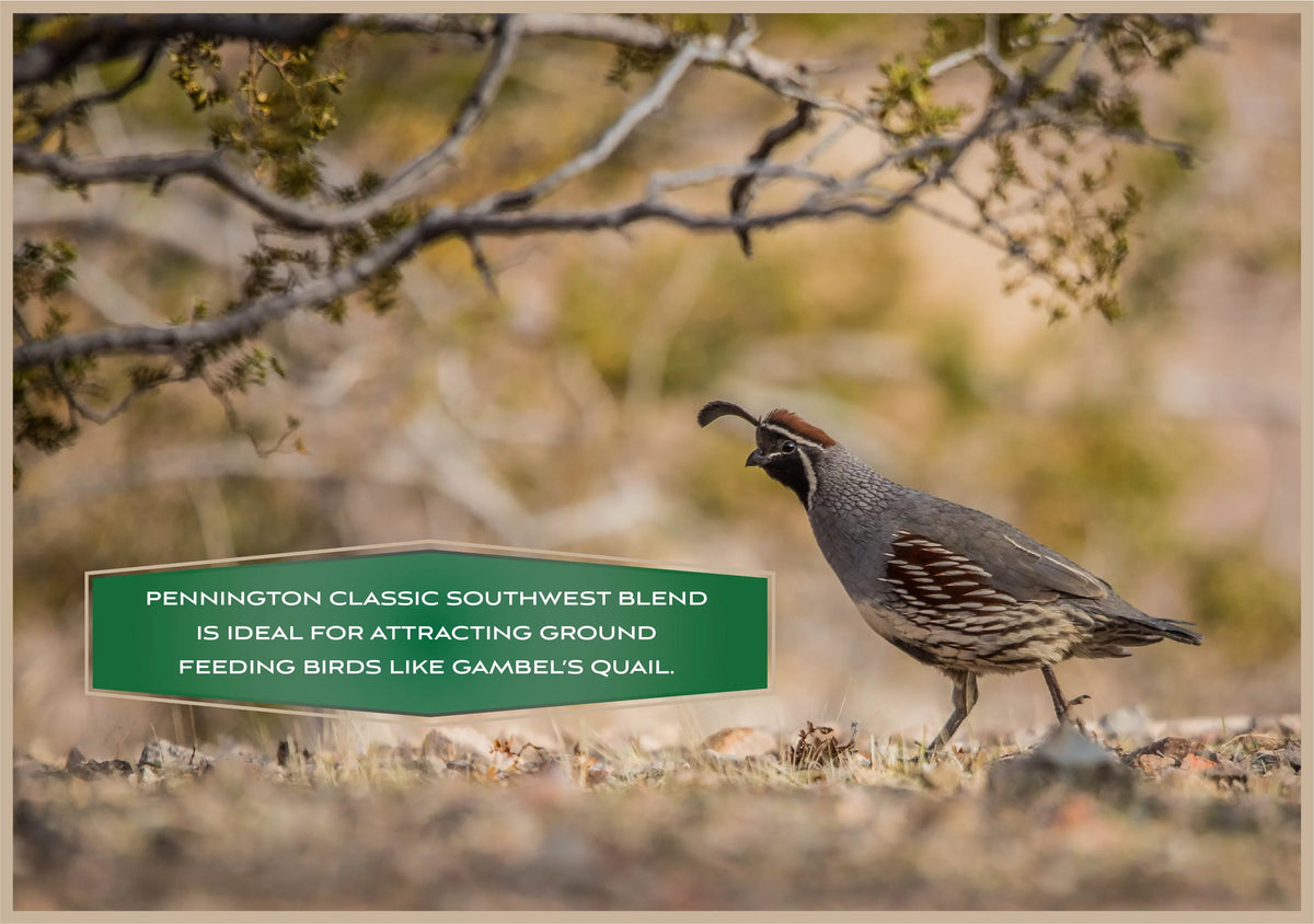 Southwest Blend Wild Bird Food 40 lbs. I647348