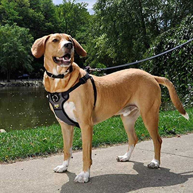 Padded Harness U731